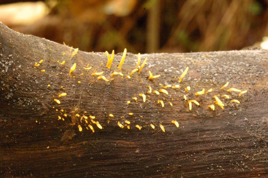 Calocera cornea